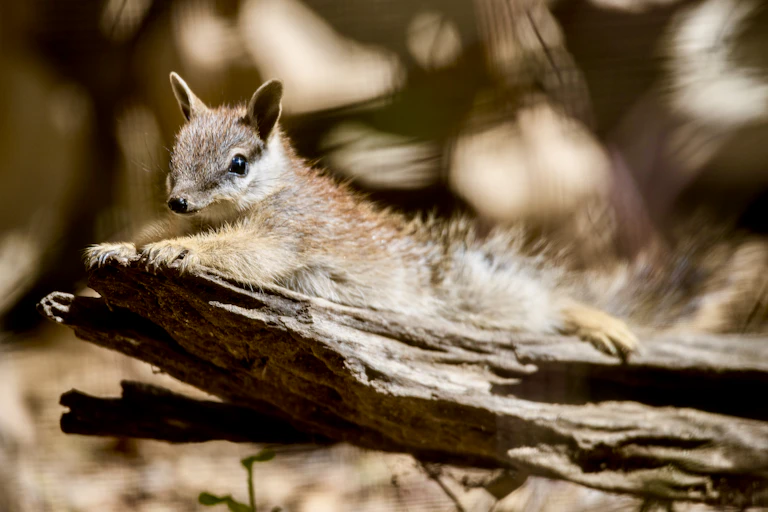 A numbat