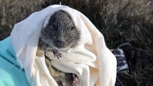 a chubby-cheeked and inquisitive Australian rodent that needs our help