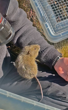 a chubby-cheeked and inquisitive Australian rodent that needs our help