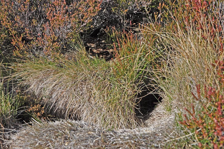 Tunnels in tufts of grass