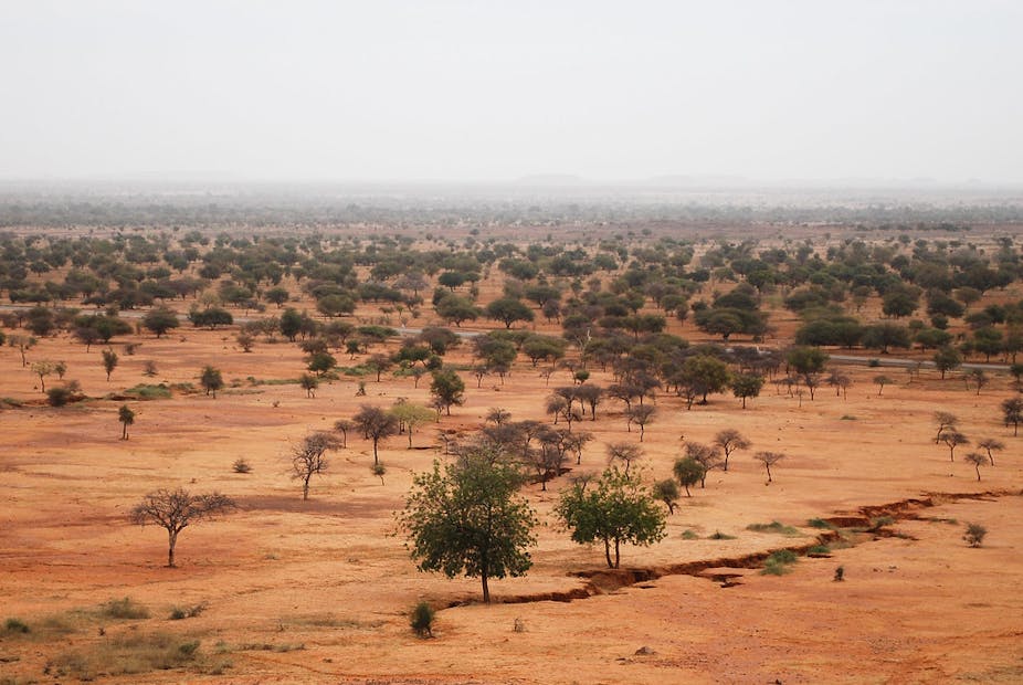 Dry landscape with some trees