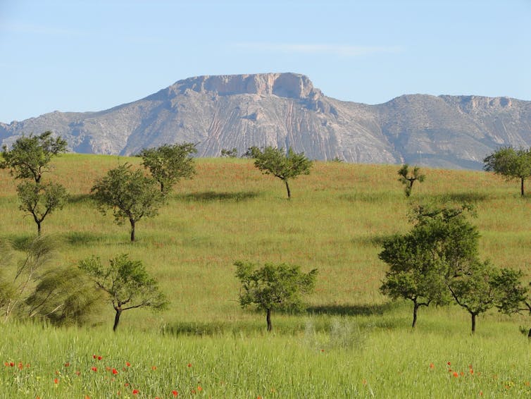 Paisaje con almendros y cubierta verde