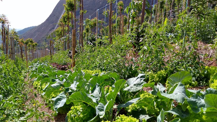 Rows of vegetable beds with lines of young trees.