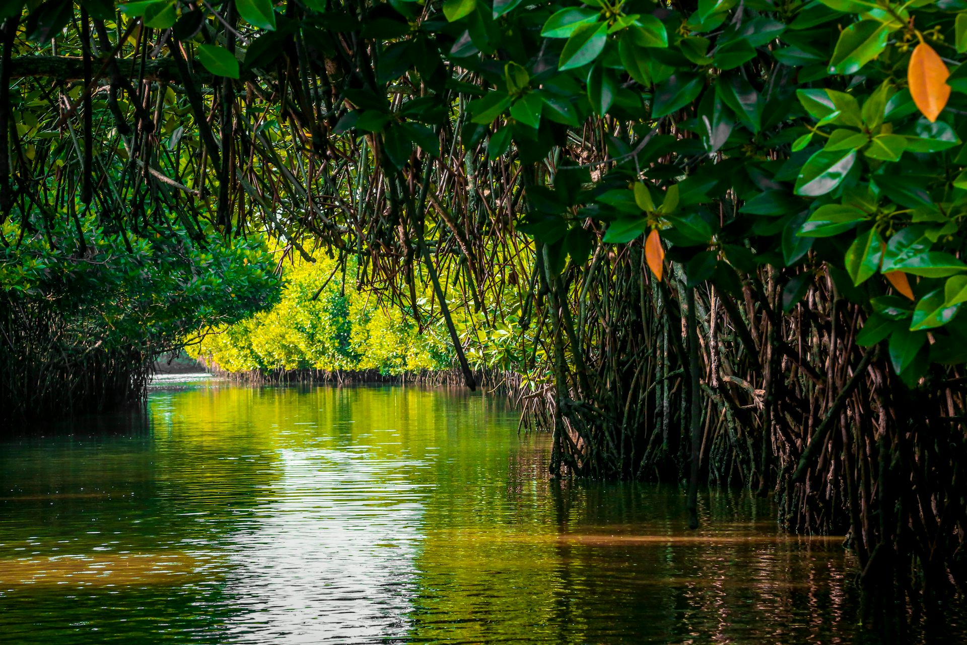 Four Ways To Tackle The Climate And Biodiversity Crises Simultaneously