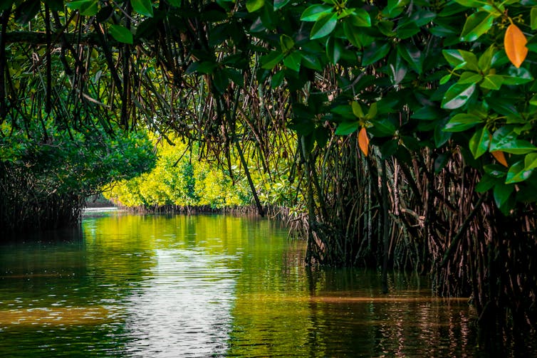 Under the canopy in a tropical mangrove forest.