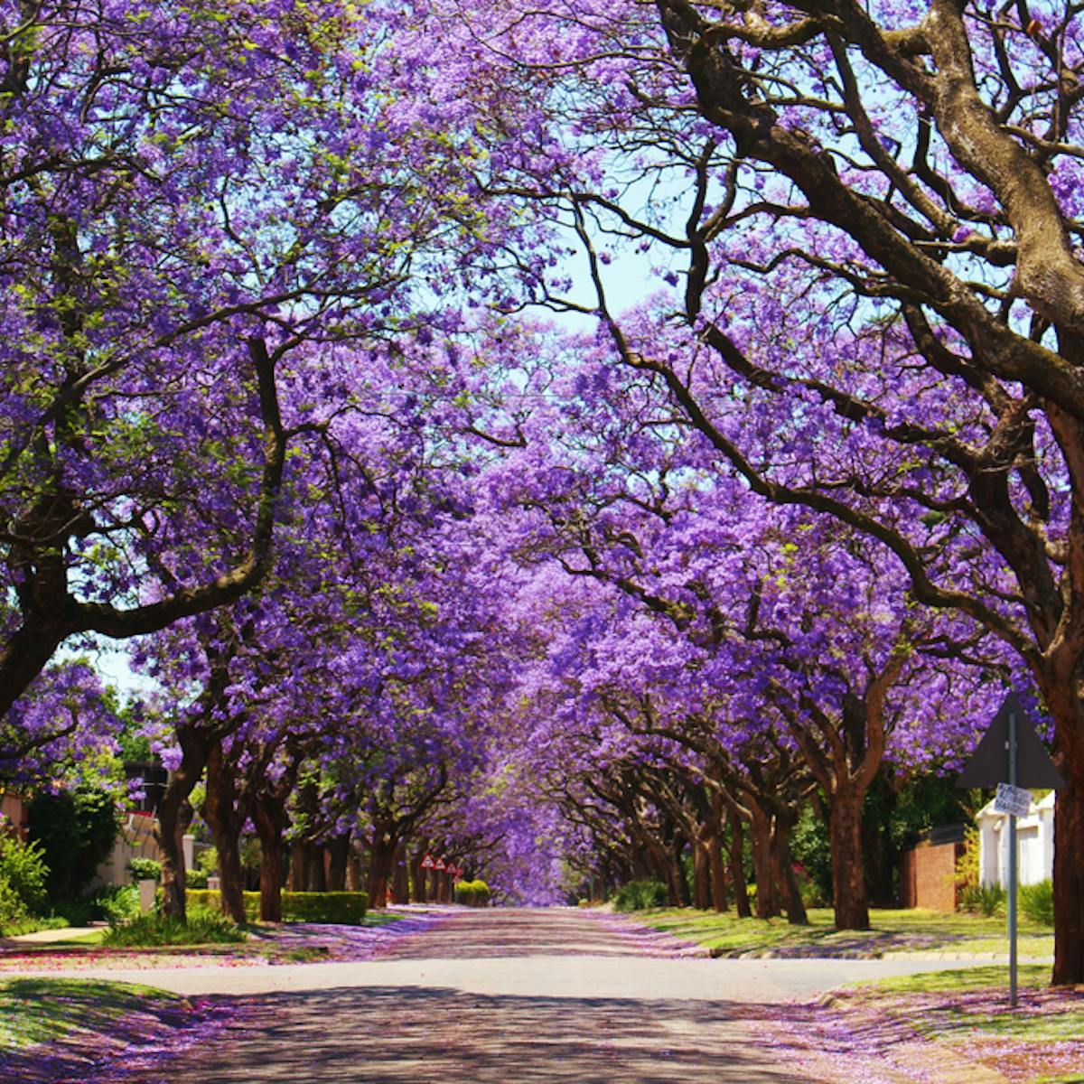 Jacarandas In Parts Of South Africa Are Flowering Earlier Why It S A Warning Sign Jacarandas In Parts Of South Africa Are Flowering Earlier Why It S A Warning Sign
