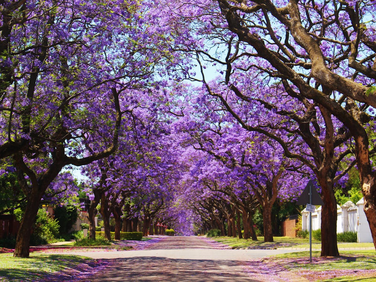 Jacarandas In Parts Of South Africa Are Flowering Earlier Why It S A Warning Sign Jacarandas In Parts Of South Africa Are Flowering Earlier Why It S A Warning Sign