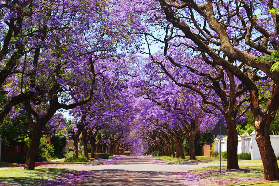 Jacarandas In Parts Of South Africa Are Flowering Earlier Why It S A Warning Sign Jacarandas In Parts Of South Africa Are Flowering Earlier Why It S A Warning Sign