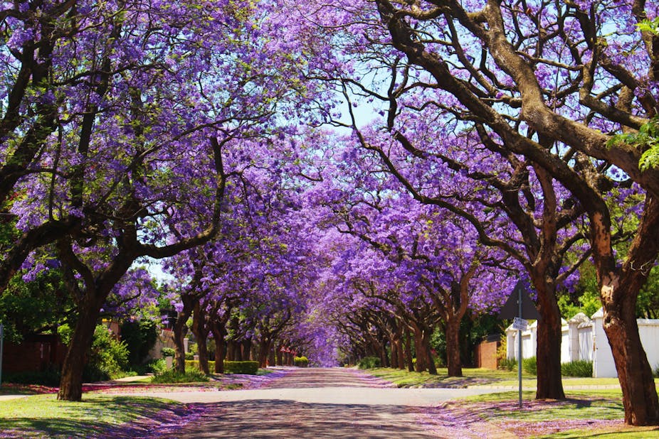 Trees with purple flowers on a suburban street.