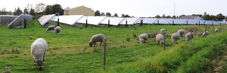 solar panels and sheep on a farm