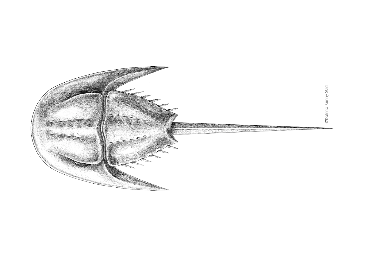 We discovered a new fossil species of horseshoe crab (and named it after  David Attenborough)