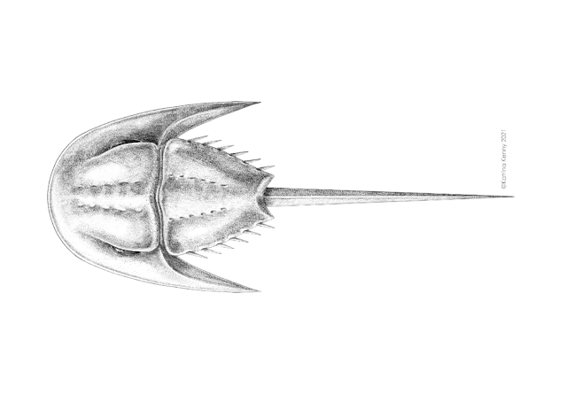 Illustration of _Attenborolimulus superspinosus_