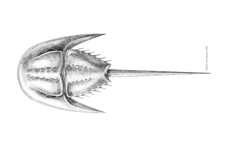 Illustration of _Attenborolimulus superspinosus_