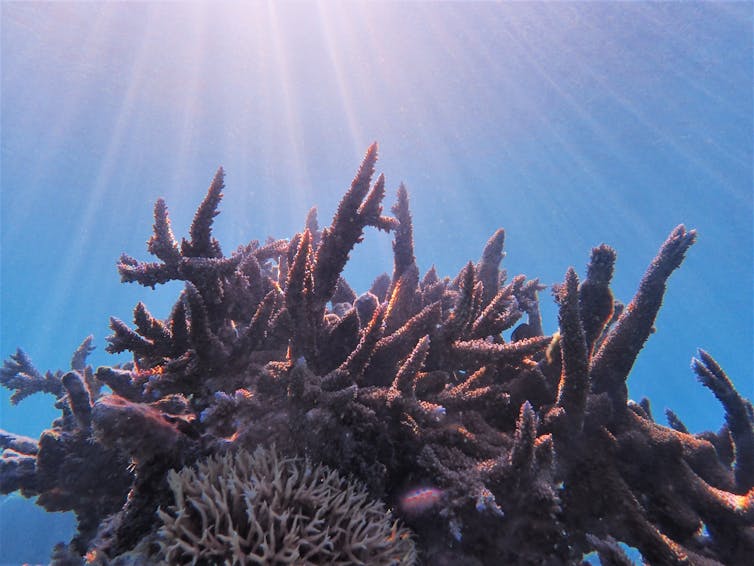 reddish coral underwater