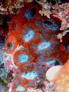red fleshy coral with blue spots