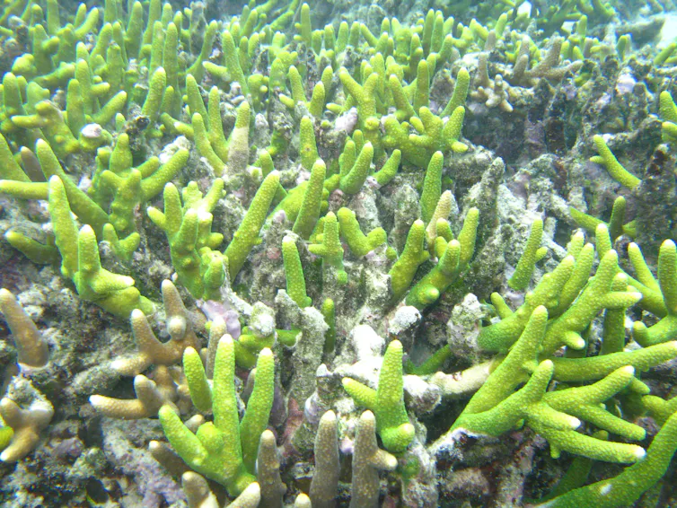 Green coral