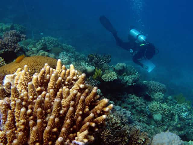 Scientist surveys coral near Lizard Island