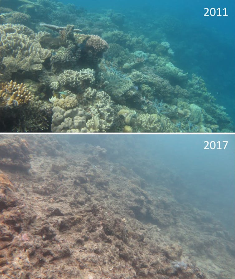 Healthy coral near Lizard Island in 2011, top, then six years later after two bleaching events, bottom.