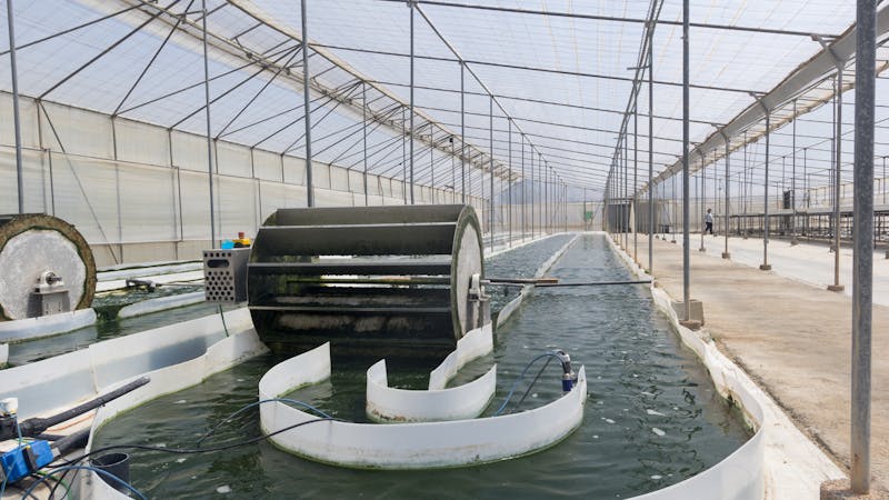 Depuradoras de microalgas: ahorran energía, absorben CO2 y producen fertilizantes sostenibles Depuradoras de microalgas: ahorran energía, absorben CO2 y producen fertilizantes sostenibles