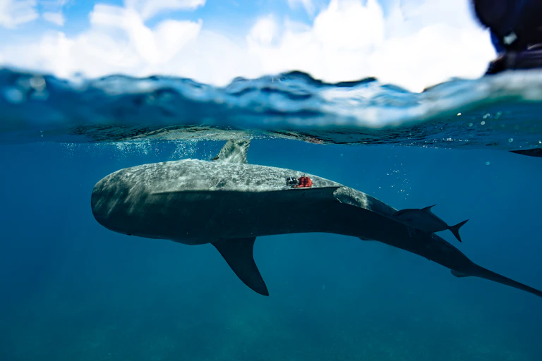 A shark under the surface of the ocean.
