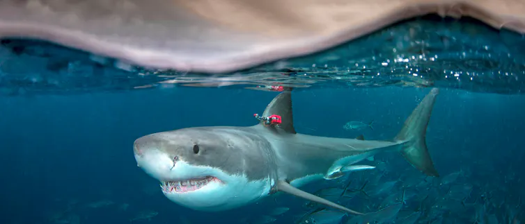 A white shark under the water, face on.
