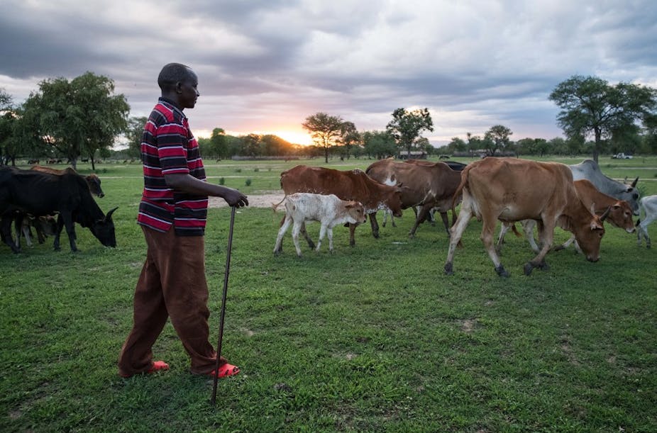 Un homme surveille le bétail et le ciel dans un champ dans le district de Kilosa, en Tanzanie