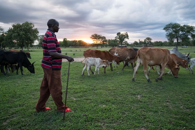 Un homme surveille le bétail et le ciel dans un champ dans le district de Kilosa, en Tanzanie