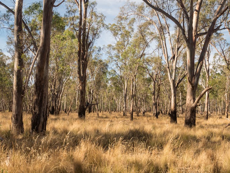 'Although we didn’t produce these problems, we suffer them': 3 ways you can help in NAIDOC's call to Heal Country