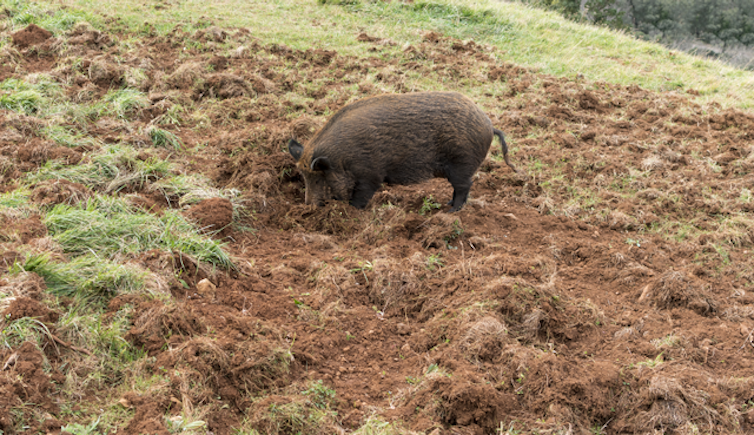 wild pigs release the same emissions as 1 million cars each year