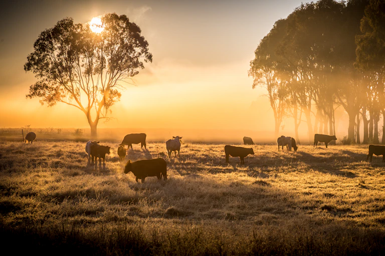 cows in field with trees