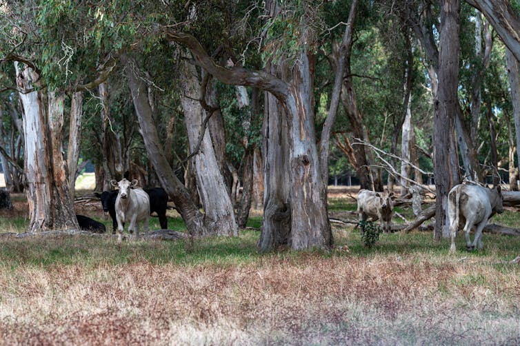 cows graze among trees