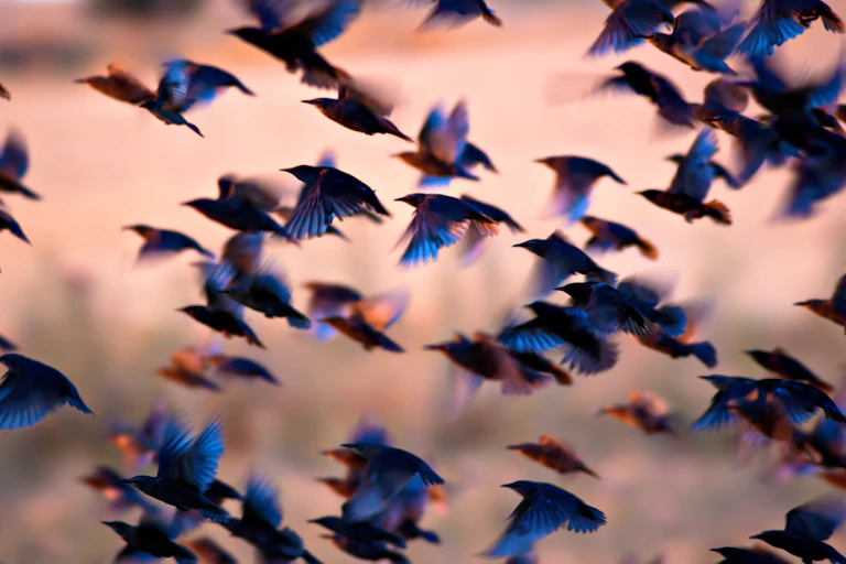 Birds flying in the air.