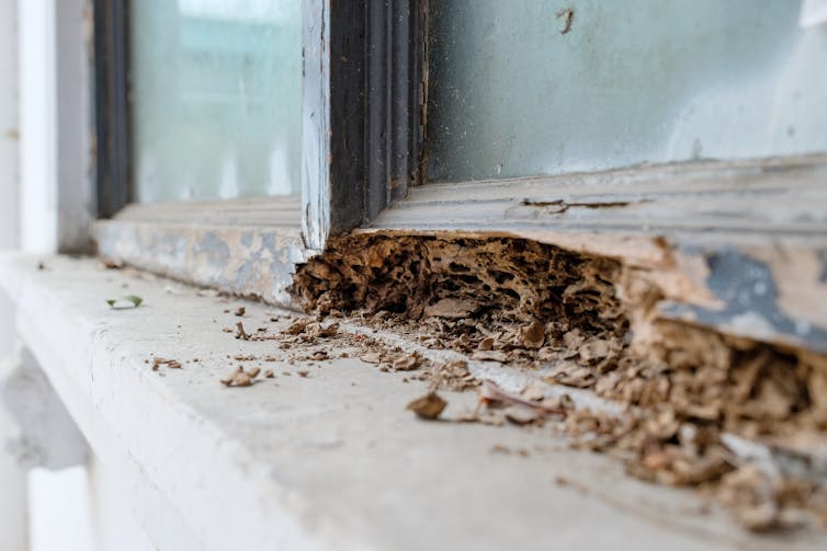 A wooden window frame being decomposed by termites.