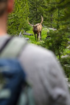 Elk viewed over a hiker's shoulder.