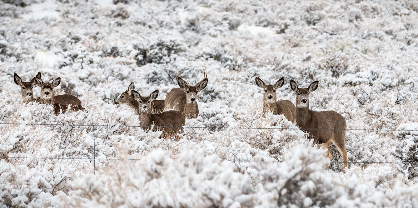 The brief period of snow cover offered clues to winter wildlife activity