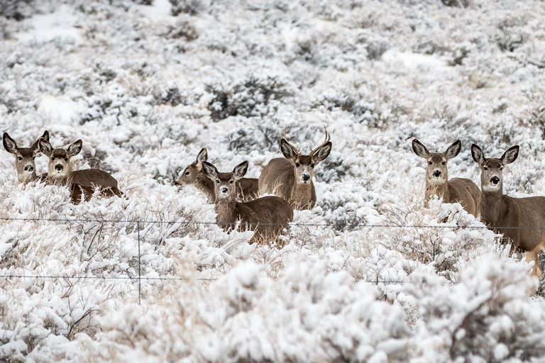 Deer at Oregon's Warner Wetlands alert to human presence