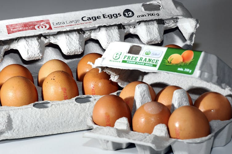 two cartons of eggs - one free-range, one caged