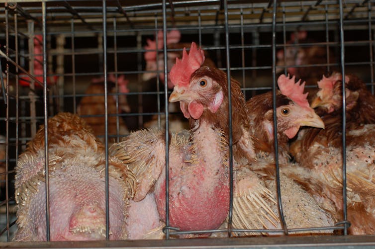hens in cage with feathers missing