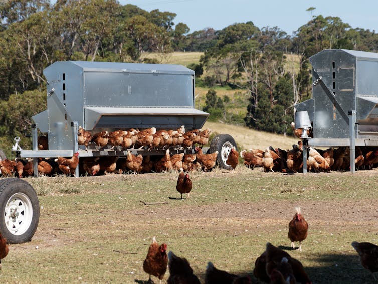 free range hens feeding