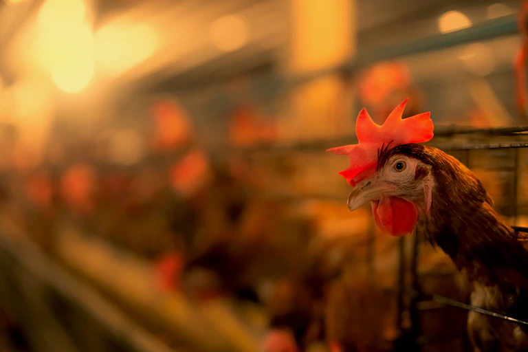 battery hen farm