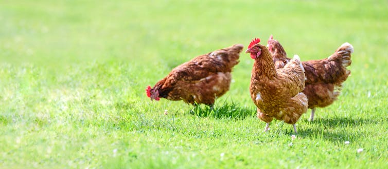 three hens in field