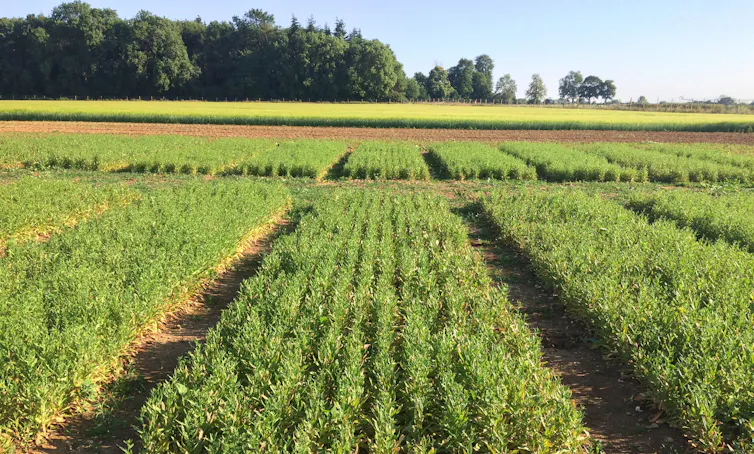 A green field of crops.