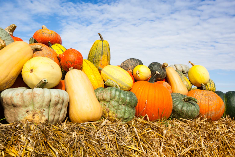 Pile of pumpkins against blue sky.