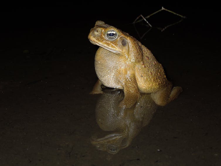In the evolutionary arms race between cane toads and lungworms, skin secretions play a surprising role