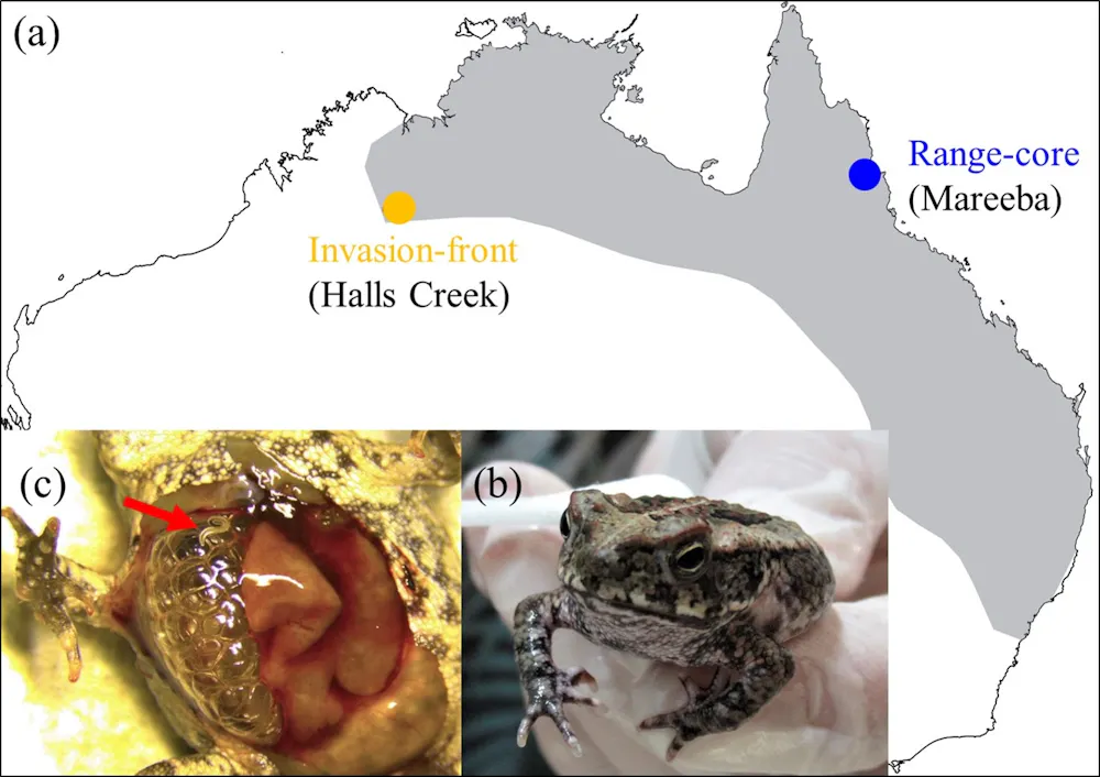 In the evolutionary arms race between cane toads and lungworms, skin ...