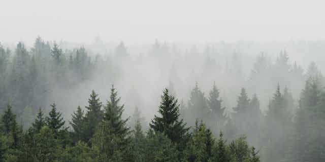 Misty pine forest