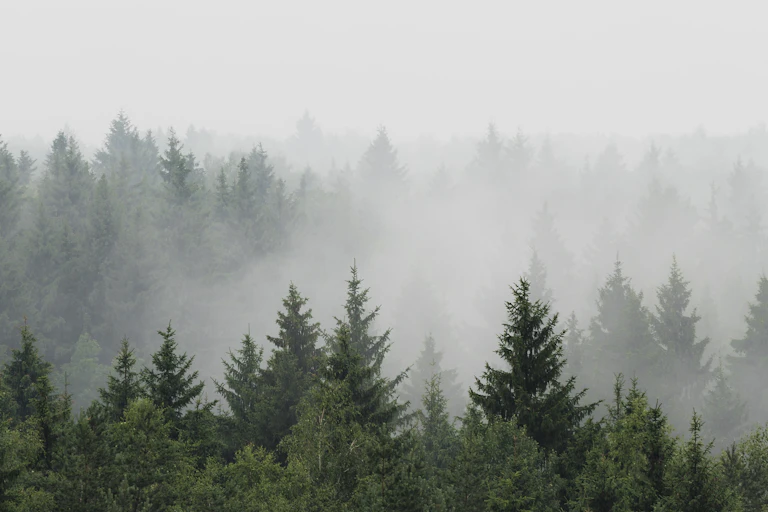 Misty pine forest