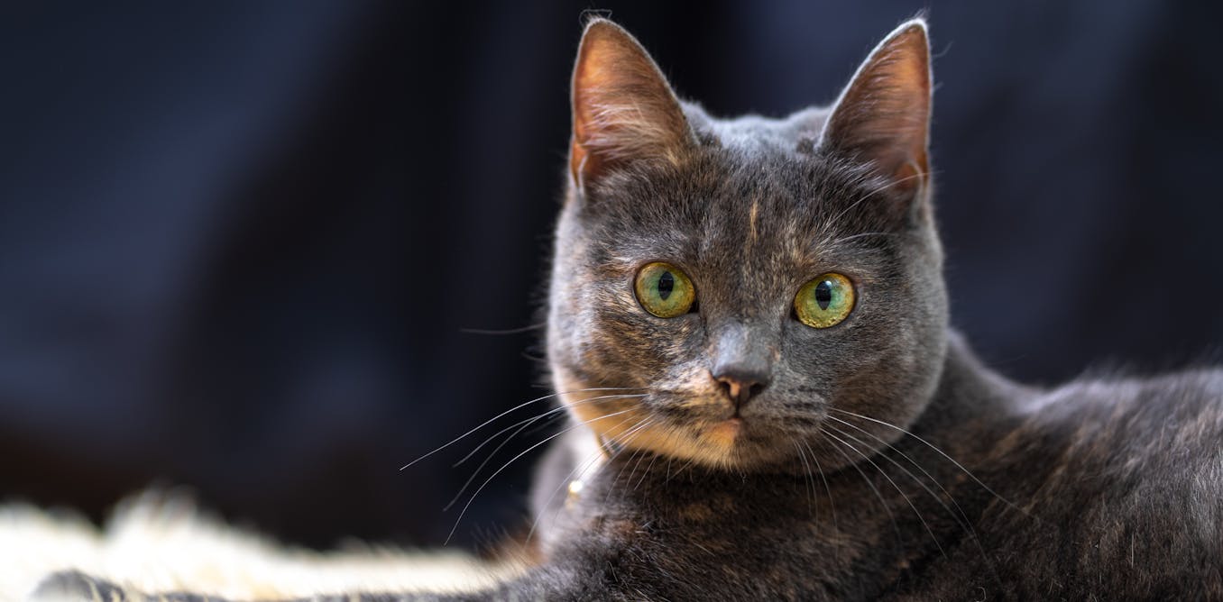COVID variants: could dangerous new ones evolve in pets and farm animals?