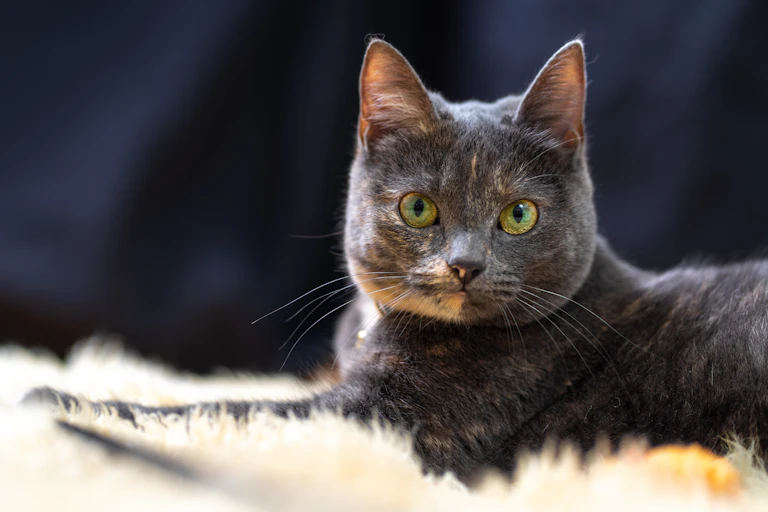 A grey house cat