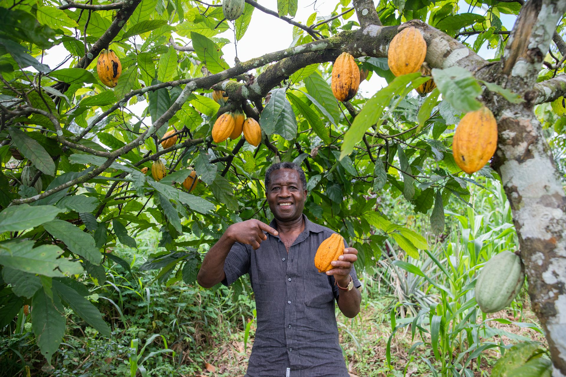 Pourquoi l'industrie du cacao pourrait mettre fin à la déforestation en Afrique de l'Ouest - Vimarsana News